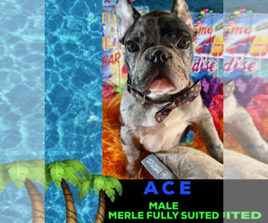 French Bulldog Puppy for sale in HEATHROW, FL, USA