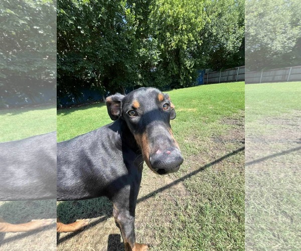 Medium Photo #4 Doberman Pinscher Puppy For Sale in Buffalo, MN, USA