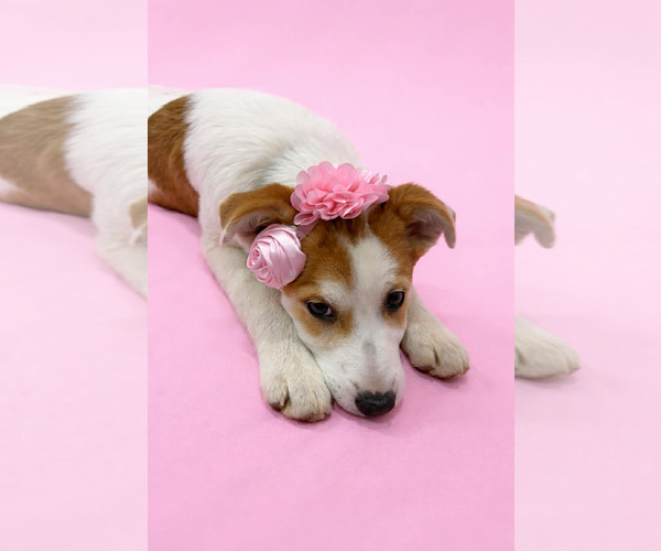 Medium Photo #7 Mutt Puppy For Sale in Sandy, UT, USA