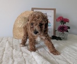Small #4 Poodle (Miniature)