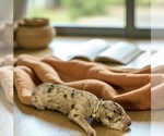 Small #1 Great Dane