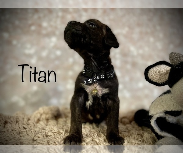 Medium Photo #10 Cane Corso Puppy For Sale in SPRING, TX, USA