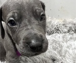 Small Photo #4 Great Dane Puppy For Sale in NEW HAVEN, CT, USA