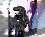 Small Photo #3 Labradoodle Puppy For Sale in VERGENNES, IL, USA