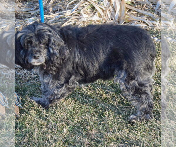 Medium Photo #3 Cocker Spaniel Puppy For Sale in Huntley, IL, USA