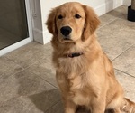 Small #10 English Cream Golden Retriever