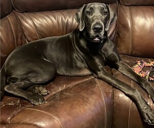 Mother of the Great Dane puppies born on 10/18/2023
