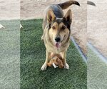 Small Photo #7 German Shepherd Dog-Huskies  Mix Puppy For Sale in Queen Creek, AZ, USA