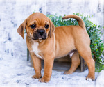 Puppy Terry Puggle