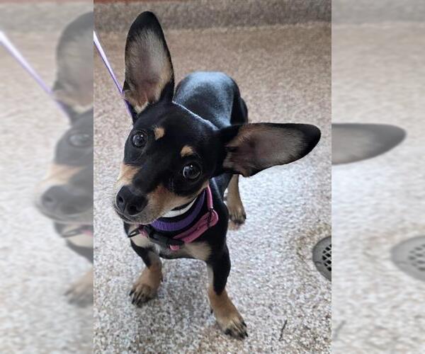 Medium Photo #1 Chihuahua-Unknown Mix Puppy For Sale in Pueblo, CO, USA