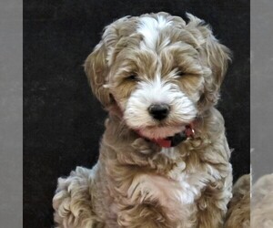 Goldendoodle-Poodle (Miniature) Mix Puppy for sale in LUBLIN, WI, USA