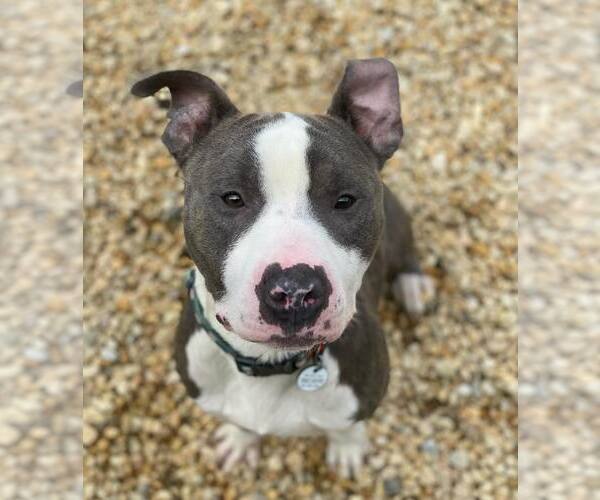 Medium Photo #6 American Pit Bull Terrier Puppy For Sale in Rockville, MD, USA