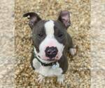Small #5 American Pit Bull Terrier