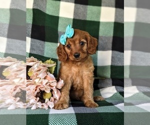 Cavapoo Puppy for sale in ATGLEN, PA, USA