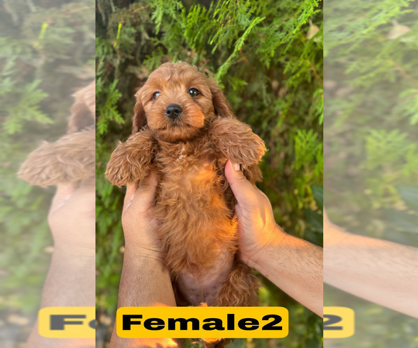 Medium Photo #10 Goldendoodle (Miniature) Puppy For Sale in BAKERSFIELD, CA, USA