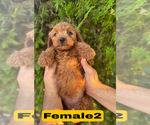 Small #9 Goldendoodle (Miniature)