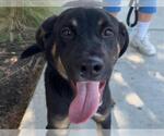 Small #1 German Shepherd Dog Mix