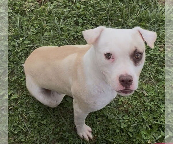 Medium Photo #1 Bullypit Puppy For Sale in Sistersville, WV, USA
