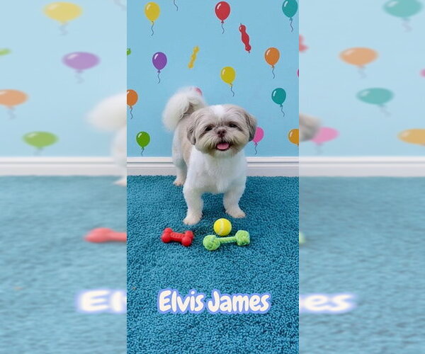 Medium Photo #3 Shih Tzu Puppy For Sale in Weston, FL, USA