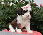 Small #1 Cava-Tzu