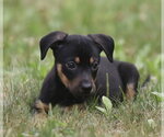 Small #2 Mutt