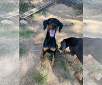Beautiful Black - Female Doberman Pinscher Puppy for Sale - Photo #10