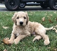 Small Photo #3 Goldendoodle Puppy For Sale in SHELBY, OH, USA