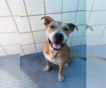 Small American Staffordshire Terrier