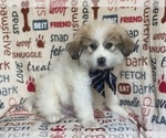 Small Great Pyrenees
