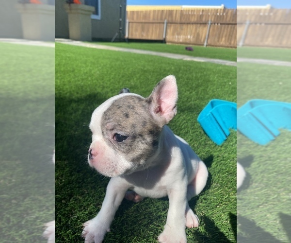 Medium Photo #9 French Bulldog Puppy For Sale in SAN DIEGO, CA, USA