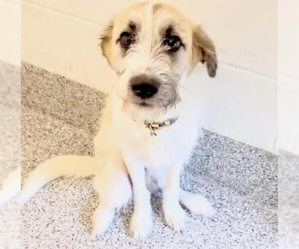 Medium Photo #2 Parson Russell Terrier Puppy For Sale in Houston, TX, USA