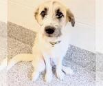 Small #1 Parson Russell Terrier