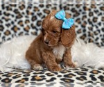 Small Photo #5 Cocker Spaniel-Poodle (Miniature) Mix Puppy For Sale in LAKELAND, FL, USA