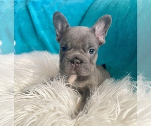 French Bulldog Puppy for sale in TALLAHASSEE, FL, USA