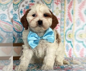 Cavapoo Puppy for sale in LANCASTER, PA, USA