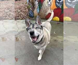 Lennox - Male Gerberian Shepsky Dog for Adoption - Photo #2
