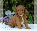 Small #3 Cavapoo