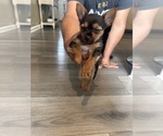 Small #4 Yorkshire Terrier