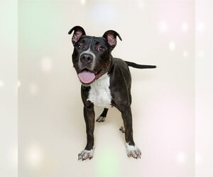 Staffordshire Bull Terrier-Unknown Mix Dogs for adoption in Corona, CA, USA