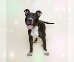 BISCUIT - Female Staffordshire Bull Terrier-Unknown Mix Dog for Adoption - Small photo