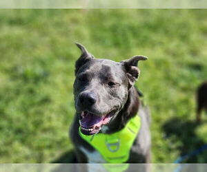 KangaRoo - Female Blue Lacy-Unknown Mix Dog for Adoption - Photo #10