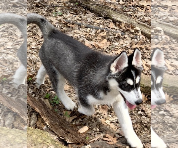 View Ad Siberian Husky Puppy for Sale near Indiana