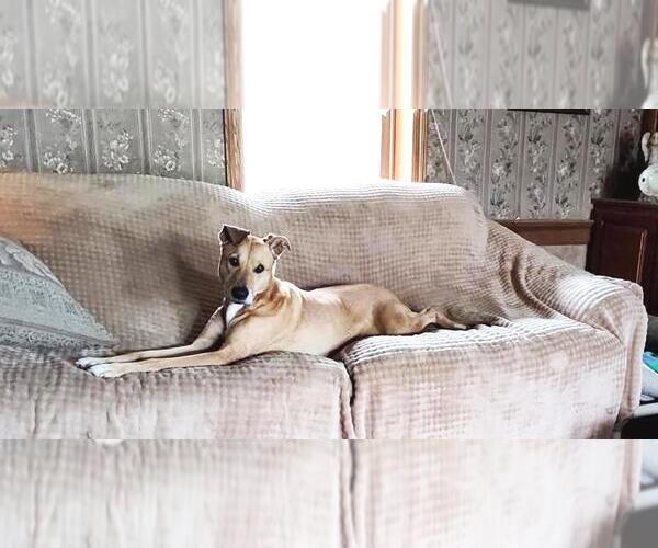 Medium Photo #6 German Shepherd Dog-Greyhound Mix Puppy For Sale in Rootstown, OH, USA