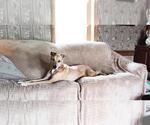 Small #5 German Shepherd Dog-Greyhound Mix