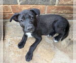 Small #8 Labrador Retriever Mix
