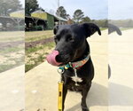 Small #17 Labrador Retriever Mix