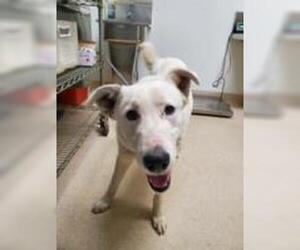 Siberian Husky-Unknown Mix Dogs for adoption in Bakersfield, CA, USA