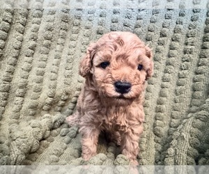 Poodle (Miniature) Litter for sale in CHIPLEY, FL, USA