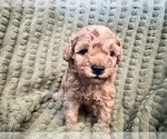 Image preview for Ad Listing. Nickname: Litter of 3
