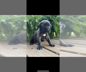 Daniff Puppy for sale in MC KEE, KY, USA